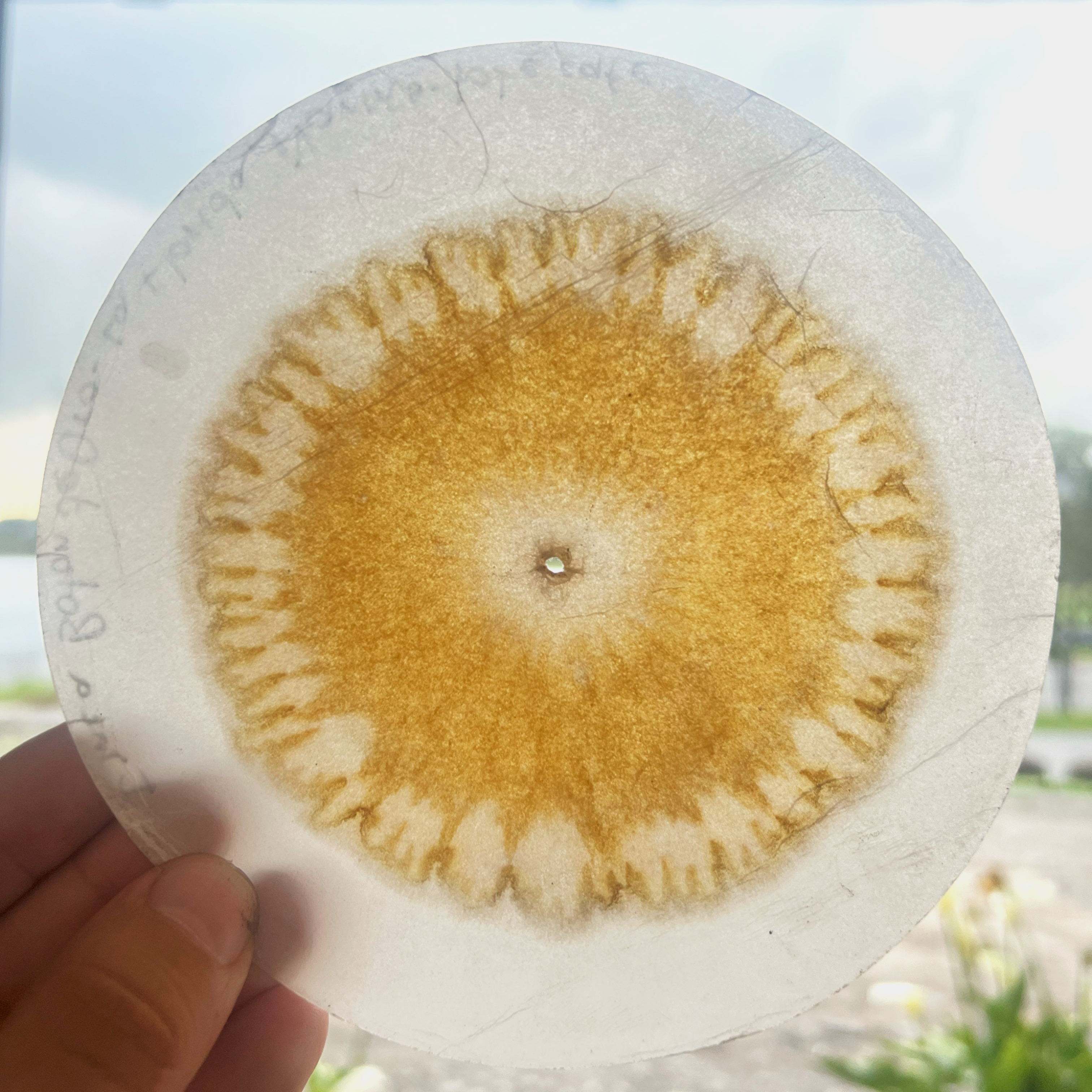 Cromatografía – imagen 3