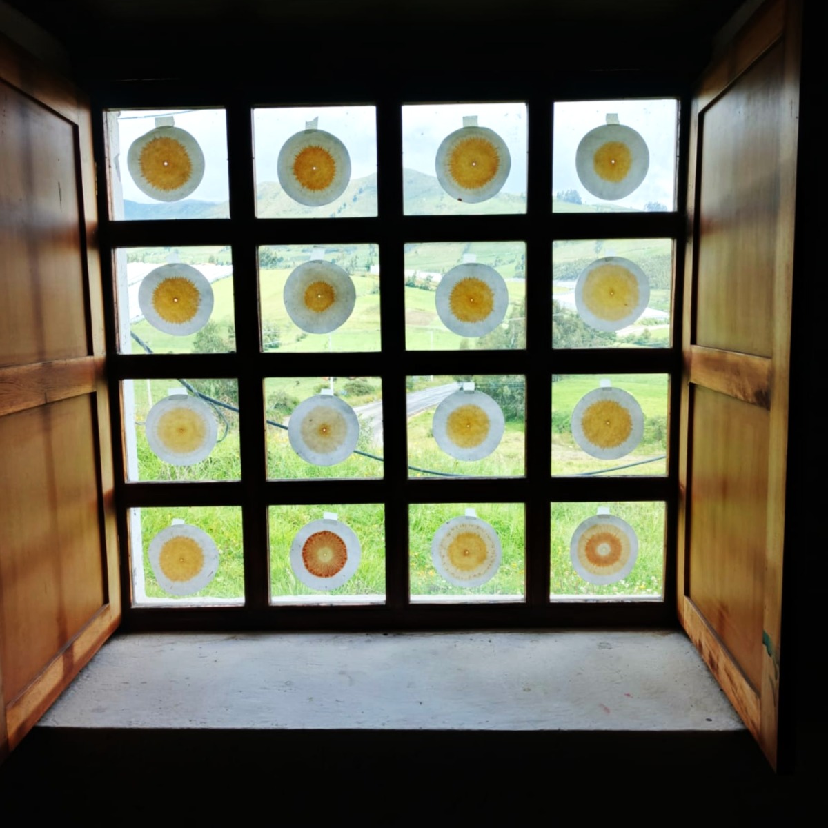 Cromatografía – imagen 6